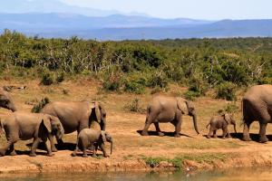 Thema Afrika
