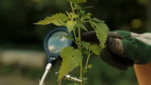 Foto van een hand in een handschoen die een brandnetel aanraakt.