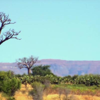 Een foto van een Baobabboom in Madagascar. De boom staat link, op de achtergrond zijn bergen en de lucht is blauw.