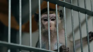 Foto van aapje achter ijzeren tralies.