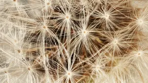 Foto van de pluisjes van een paardenbloem van heel dichtbij.