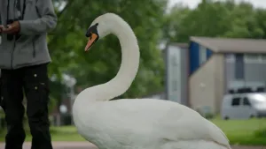 Foto van witte knobbelzwaan op straat met een man en rijtjeshuizen op de achtergrond.