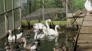 Foto van zwanen en eenden in een klein vijvertje met een hek eromheen, de vogelopvang.