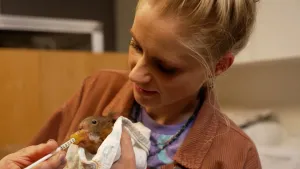 Foto van Janouk die baby-eekhoorn, gewikkeld in een witte handdoek, een flesje geeft.