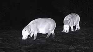 Zwart-wit nachtfoto van twee grazende dwergnijlpaarden.