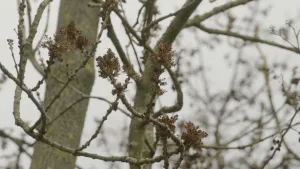 Foto van een takken aan een boom met beginnende bloesem.