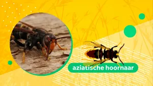 Illustratie van Aziatische hoornaar, een soort grote wesp met geelzwart lijf en gele vleugels. Ernaast staat een foto van het beestje afgebeeld.