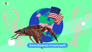 Illustratie van wereldbol met Amerika gearceerd en Amerikaanse vlag waarvoor een Amerikaanse rivierkreeft staat afgebeeld.