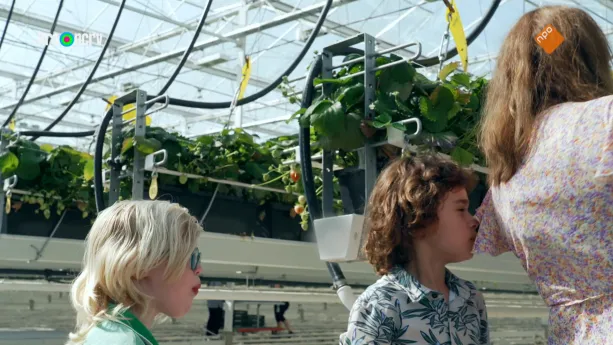 Waar komt mijn eten vandaan? - Aardbei