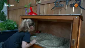 Ik kan al mijn cavia's verzorgen - Amy