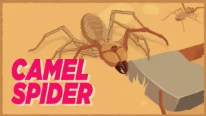 Afbeelding van camel spider animatie