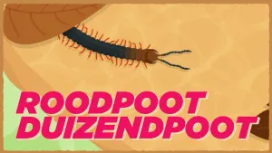 Afbeelding van roodpootduizendpoot animatie