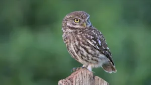 Foto van kleine uil op een houten paal.