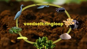 Illustratie van de voedselkringloop als een cirkel: onderaan gras, daarna insecten, kikker, reiger, dode reiger, insecten, shimmels, aarde en weer gras.