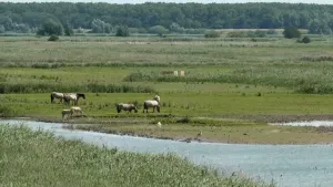 Foto van een groepje van tien grazende konikpaarden in de oostvaardersplassen, grasland met wat water.
