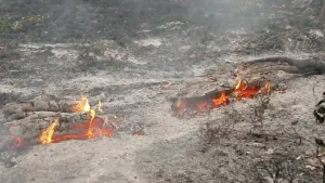 Foto van een bosbodem met nog brandende takken en boomwortels.