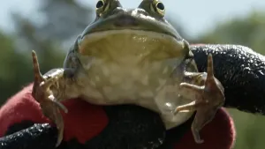 foto van een dikke Amerikaanse stierkikker.