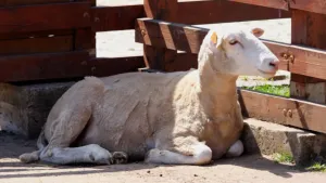 Foto van geschoren schaap tegen een houten hek, met zijn kop in de zon en lijf in de schaduw.