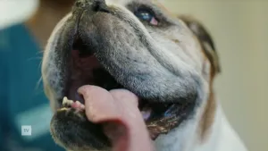 Een foto van de kop van een hond van dichtbij. De hond is een buldog met een korte snuit, hij heeft zijn bek open en zijn tong hangt eruit. Hij kijkt blij.