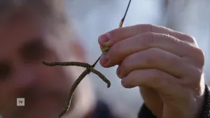 Een foto van katjes, de onderdelen van bomen die vol stuifmeel zitten. Een hand houdt de katjes vast voor de camera.