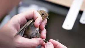 Vogelringen