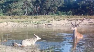 Foto van wildcamera met een wolf en een hert in een waterpoel.