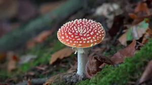 Foto van rode paddenstoel met witte stippen tussen blaadjes en mos in het bos.